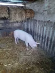 Porc - Miniatura 2