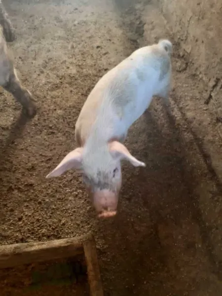 Vand porc de Craciun - Imaginea 1