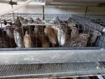 Oua( gaina/ prepelite) pentru consum si incubat si prepelite de vanzare - Miniatura 3