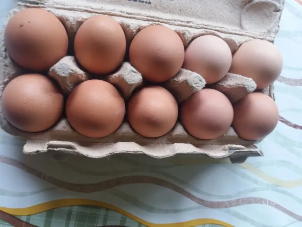 Oua( gaina/ prepelite) pentru consum si incubat si prepelite de vanzare - Imaginea 4