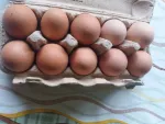 Oua( gaina/ prepelite) pentru consum si incubat si prepelite de vanzare - Miniatura 4