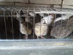 Oua( gaina/ prepelite) pentru consum si incubat si prepelite de vanzare - Miniatura 5