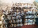 Oua( gaina/ prepelite) pentru consum si incubat si prepelite de vanzare - Miniatura 6