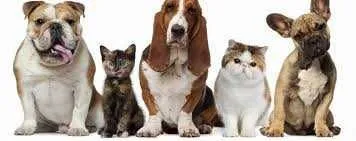 Veterinar non stop Bucuresti - Imaginea 1