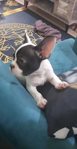 Puii de buldog francez sunt disponibili - Imaginea 1
