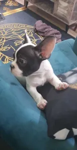 Puii de buldog francez sunt disponibili