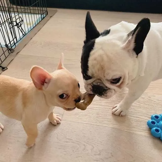 Puii de buldog francez sunt disponibili - Imaginea 2