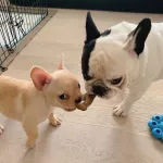 Puii de buldog francez sunt disponibili - Miniatura 2