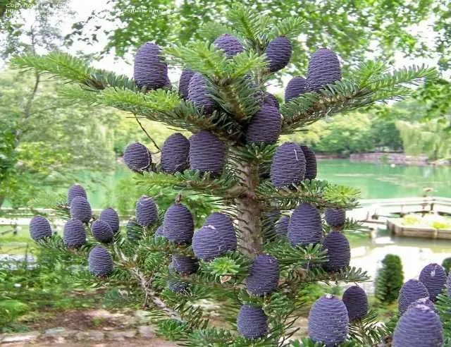 Plante ornamentale Oradea - Imaginea 1