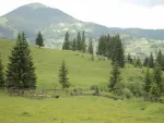 Vand teren la Munte, zona Vatra Dornei, de la 1 E/ mp - Miniatura 2