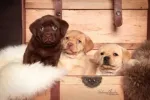 CATI LABRADOODLE DE VANZARE - Miniatura 1