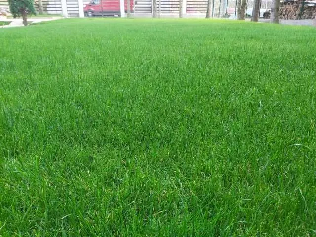 Insamanta gazon amenajare curte montat rulou piatra ornamentala - Imaginea 6