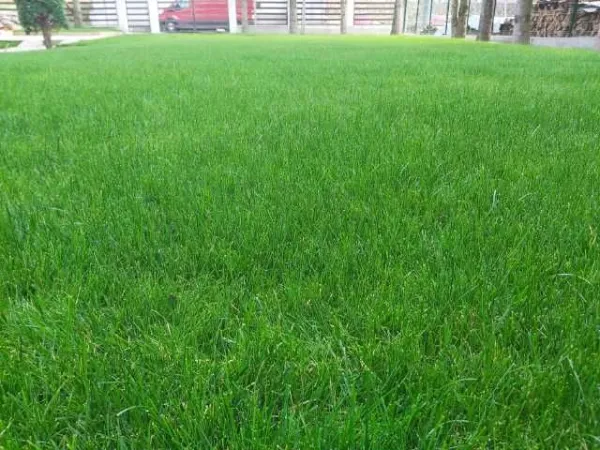 Insamanta gazon amenajare curte montat rulou piatra ornamentala - Imaginea 6