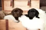CATI LABRADOODLE DE VANZARE - Miniatura 2