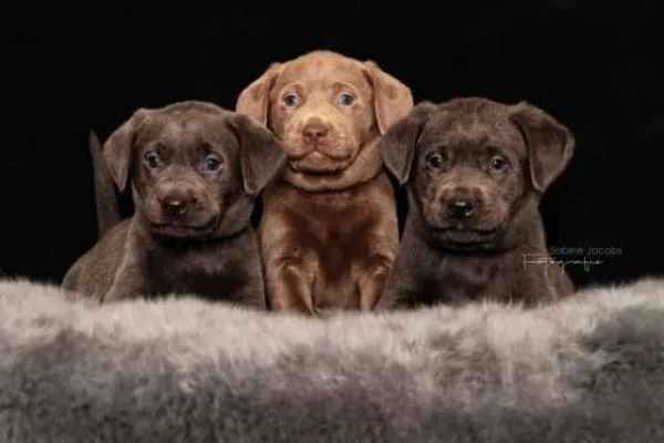 CATI LABRADOODLE DE VANZARE - Imaginea 3