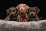 CATI LABRADOODLE DE VANZARE - Miniatura 3