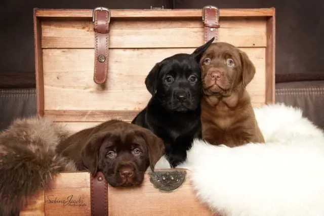 CATI LABRADOODLE DE VANZARE - Imaginea 4