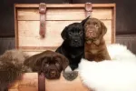 CATI LABRADOODLE DE VANZARE - Miniatura 4