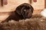 CATI LABRADOODLE DE VANZARE - Miniatura 5