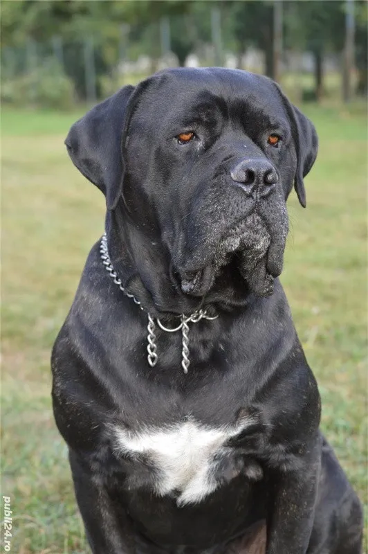 Vand pui Cane Corso BLUE - Imaginea 1