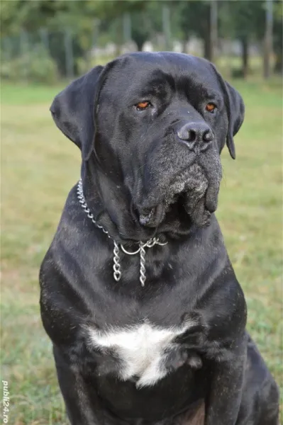 Vand pui Cane Corso BLUE - Imaginea 1