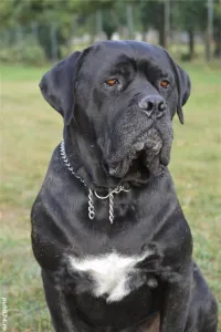 Vand pui Cane Corso BLUE