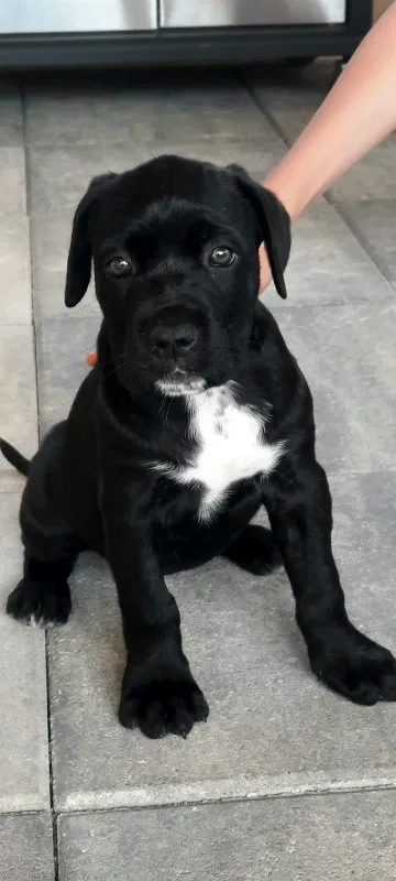 Vand pui Cane Corso BLUE - Imaginea 2