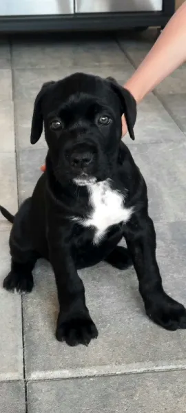 Vand pui Cane Corso BLUE - Imaginea 2