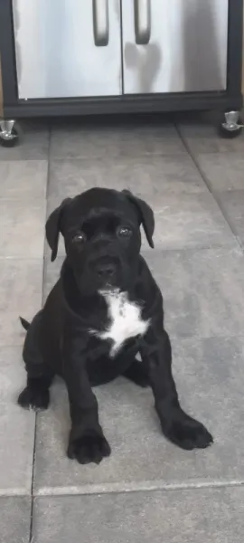 Vand pui Cane Corso BLUE - Imaginea 3
