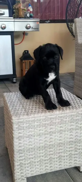 Vand pui Cane Corso BLUE - Imaginea 4