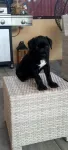 Vand pui Cane Corso BLUE - Miniatura 4