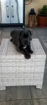 Vand pui Cane Corso BLUE - Miniatura 5