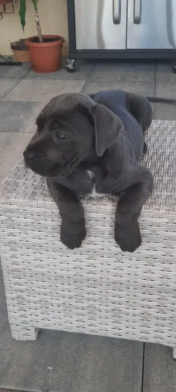 Vand pui Cane Corso BLUE - Imaginea 6