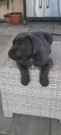 Vand pui Cane Corso BLUE - Miniatura 6