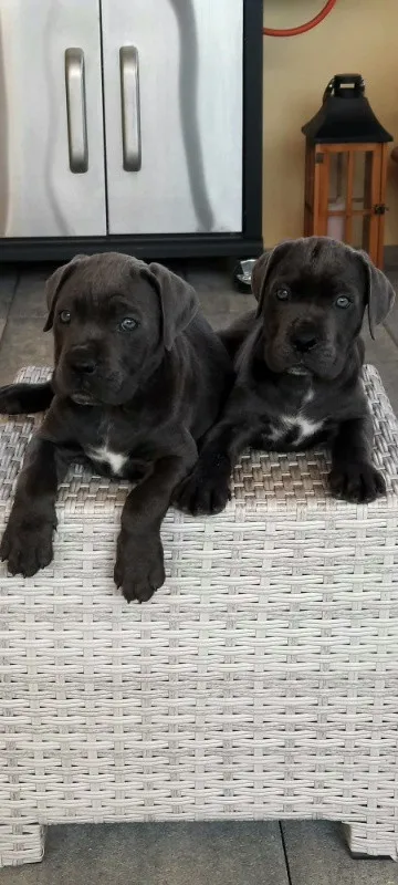 Vand pui Cane Corso BLUE - Imaginea 7