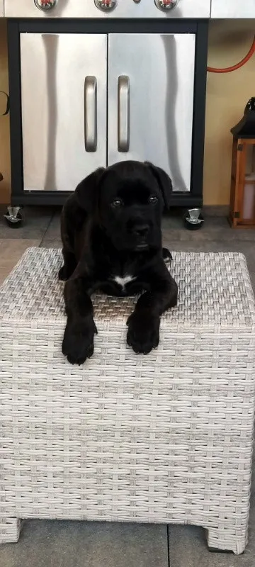Vand pui Cane Corso BLUE - Imaginea 8