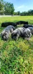 Vand pui Cane Corso BLUE - Miniatura 9