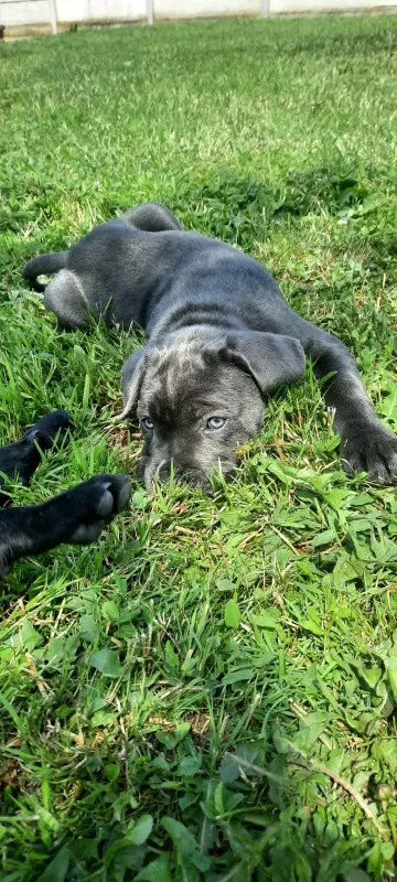 Vand pui Cane Corso BLUE - Imaginea 10