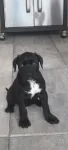 Vand pui Cane Corso BLUE - Miniatura 11