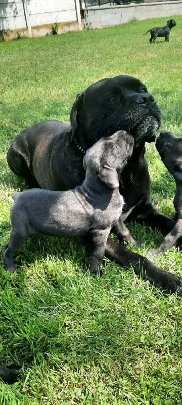 Vand pui Cane Corso BLUE - Imaginea 12