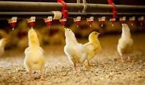 ferme de animale germania