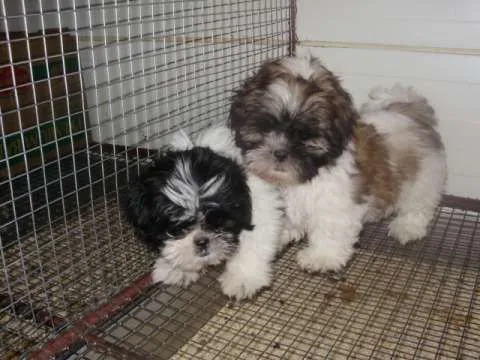 Vand Shih- Tzu ! ! - Imaginea 1
