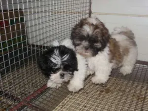 Vand Shih- Tzu ! !