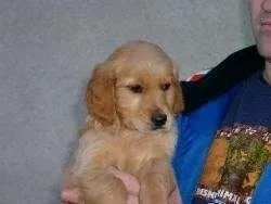 Vand catei Golden Retriever frumosi ! - Imaginea 1