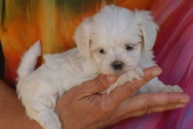 Bichon Maltez - Imaginea 1