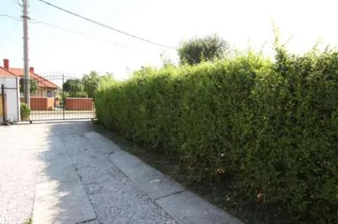 Gard viu pentru protejarea gradinii tale - Imaginea 4