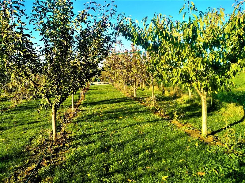 Toaletare pomi fructiferi Timisoara si localitatile limitrofe. - Imaginea 7