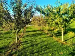 Toaletare pomi fructiferi Timisoara si localitatile limitrofe. - Miniatura 7