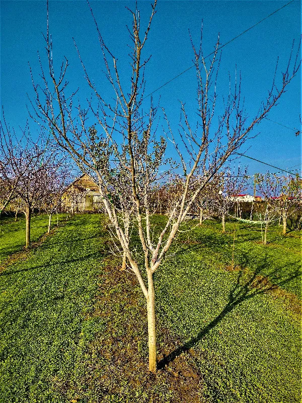 Toaletare pomi fructiferi Timisoara si localitatile limitrofe. - Imaginea 9