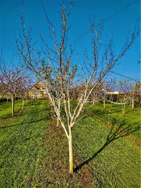 Toaletare pomi fructiferi Timisoara si localitatile limitrofe. - Imaginea 9
